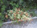 Cistus creticus